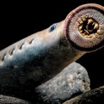 রক্তচোষা জলের ‘ড্রাকুলা’কে রান্না করা হয় তার রক্ত দিয়েই